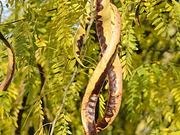Honey locust catalog photograph