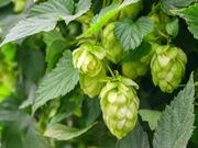Hops catalog photograph