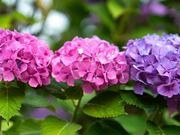 Hydrangea catalog photograph