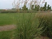 Indiangrass catalog photograph