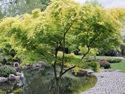 Japanese maple catalog photograph