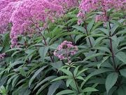 Joe-Pye weed catalog photograph