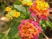 Lantana catalog photograph