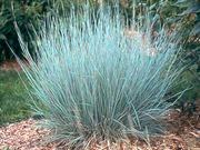 Little bluestem catalog photograph
