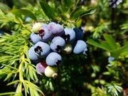 Lowbush blueberry catalog photograph