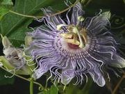Maypop / Passionflower catalog photograph