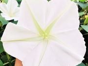 Moon flower catalog photograph