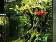 Moss catalog photograph