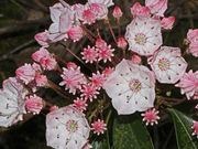 Mountain laurel catalog photograph