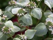 Mountain mint catalog photograph