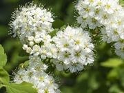 Nannyberry viburnum catalog photograph