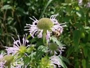 Native pollinator flowers catalog photograph