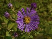 New England aster catalog photograph