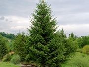 Norway spruce catalog photograph
