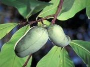 Pawpaw catalog photograph