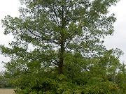 Pin oak catalog photograph