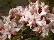 Pinxterbloom azalea catalog photograph
