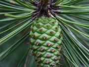 Pitch pine catalog photograph