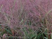 Purple lovegrass catalog photograph