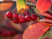 Red chokeberry catalog photograph
