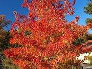 Red maple catalog photograph