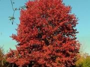 Red oak catalog photograph