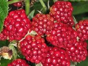 Red raspberry catalog photograph