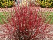 Red twig dogwood catalog photograph