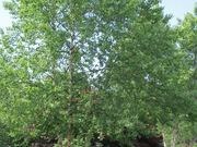 River birch catalog photograph
