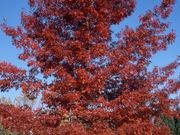 Scarlet oak catalog photograph
