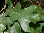 Scrub oak / Bear oak catalog photograph