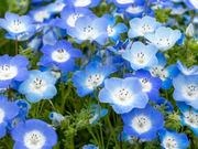 Seed-stock flowers catalog photograph