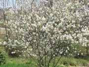 Serviceberry catalog photograph