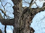 Shagbark hickory catalog photograph
