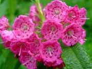 Sheep laurel catalog photograph