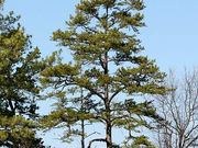Shortleaf pine catalog photograph