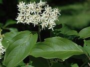 Silky dogwood catalog photograph