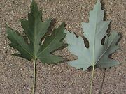 Silver maple catalog photograph