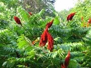 Smooth sumac catalog photograph