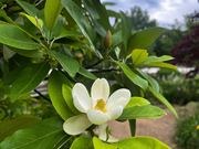Southern magnolia catalog photograph