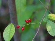 Spicebush catalog photograph