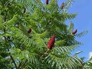 Staghorn sumac catalog photograph