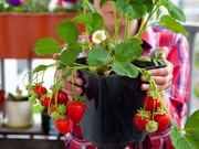 Strawberry catalog photograph