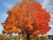 Sugar maple catalog photograph
