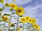 Sunflowers catalog photograph