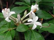 Swamp azalea catalog photograph