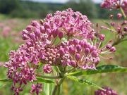 Swamp milkweed catalog photograph