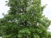 Swamp white oak catalog photograph