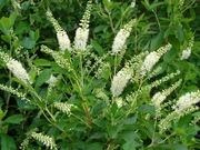 Sweet pepperbush catalog photograph