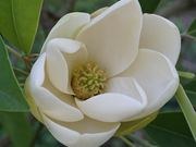 Sweetbay magnolia catalog photograph